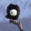 Lak Laki - @karim_the_eagle - TikTok