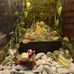 Kari FairyGarden - Facebook