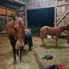 Kari_farwell - @kari_farwell - TikTok