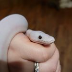Kari Ferrell - @theferrellpythons - Instagram