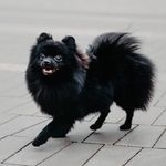 🐶-🦍 - @guinness.karinovich - Instagram