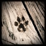 Kari Harrison - @rottnrotties - Instagram