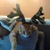 karishelton781 - @karishelton781 - TikTok