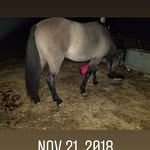 Kari's Kountry Acres Sanchez - @karihendersonsanchez - Instagram