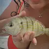 Kari 🐝 - @karihuffs - TikTok