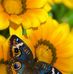 Kari Huff - Facebook