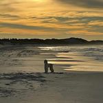 Kari-Anne Jacobsen Kennel Samawi - @jacobsenkarianne - Instagram