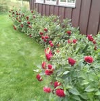 Kari Johnsen - Facebook