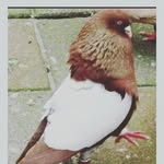 Karim Kahn - @karimkahn11 - Instagram
