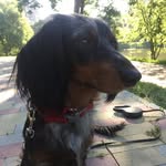 Такса Длинношерстная🐕 - @kari_lang_dackel - Instagram