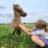 🐴 - @eq_kariliukx - TikTok
