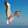 Kari Oliver - @pelican_lover - TikTok