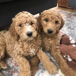 Kari Powell - @powelldoods - Instagram