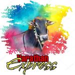 Kari Raman - @kariraman5 - Instagram