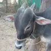 Kari Raman - @kariraman - TikTok
