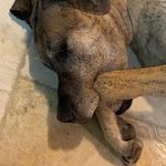 Kari Schaffer - @canis_optimum - Instagram