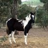 karisell❤️🦄 - @_horsesarelife46 - TikTok
