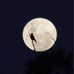 Kari Sherman - Facebook