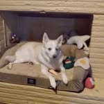Kari George Smiley - @gsmileypuyallup - Instagram