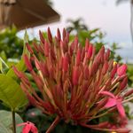 Kari Snyder - @the_healthy_bloom - Instagram