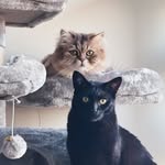 𝒦𝒶𝓇𝒾 𝒦𝓃𝒾𝑔𝒽𝓉𝓁𝑒𝓎 & 𝒮𝒯𝒜𝒩𝓁𝑒𝓎 𝒯𝑜𝑜𝓉𝒽𝒸𝒽𝒾𝑒 - @when.kari.met.stanley - Instagram