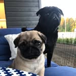 Kari & Tapio Henttala - @karitapiopugs - Instagram