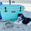 kari.workman.05 - @frippthedoodle - TikTok
