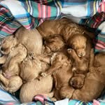 Karie Green - @greenhouse_goldendoodles - Instagram