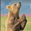 Karie’s Joy - @kariejoy - TikTok