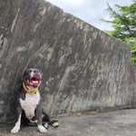 karim toretto - @karimamericanbully - Instagram