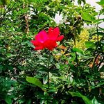 Karim Patel - @karimpatel28317 - Instagram