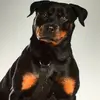 Karim Rasheed5 - @karimrasheed689 - TikTok