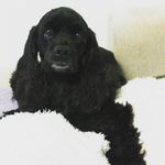 karin_black_a_cocker - @karin_a_cocker - Instagram