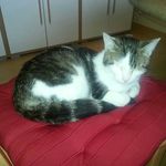Karin Burdick - @karinburdi - Instagram