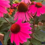 Karin Burkhalter-Liechti - @karinburkhalter79 - Instagram