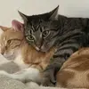 Karin Burri-Bänninger - @karin.burribnning - TikTok