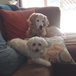 Karin Cameron - @cameroncreation2 - Instagram