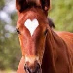 A_love_horse - @karin_chinca_ - Instagram