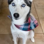 Karin Edwards Koch - @sibehuskylover - Instagram