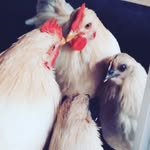 Karin Eklund - @hemma_pa_stockfallet - Instagram