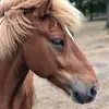 Karin Farley - @sojakorv2.0 - TikTok