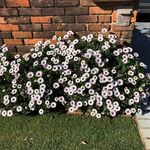 Karin Flint - @onekazza - Instagram