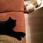 Karin Freese - @freesekarin - Instagram