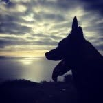 The Driven Dog - [Karin] your most honest dog trainer friend - @thedrivendog - Instagram