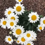 Karin Godfrey White - @karin9759 - Instagram