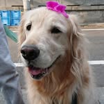 @karin_golden_mama - Instagram