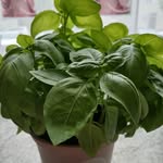 Karin Gräff Kulinarisch - @kitchen_and_food_stories - Instagram