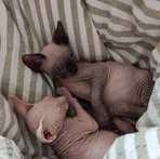 Karin Haar - Facebook
