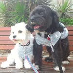 karin&hanna - @karin.hannah_cavoodle - Instagram