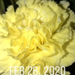 Karin C Hasemann - @karininct29 - Instagram